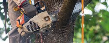 Trusted Logansport, IN Tree Services Experts