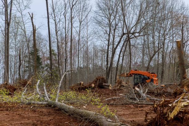 Best Arborist Consultation Services  in Logansport, IN