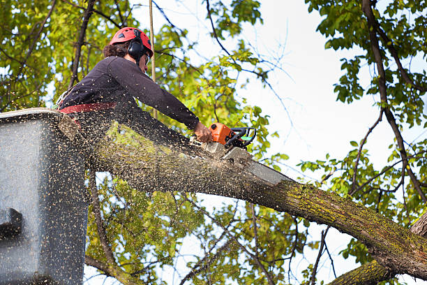 Best Tree Disease Treatment  in Logansport, IN